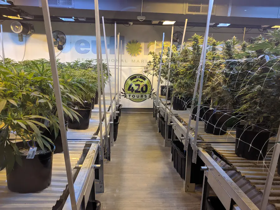 Cannabis Dispensaries